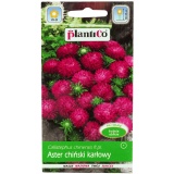 Kup razem Aster Chiński Karłowy Amarantowy 1 g Plantico