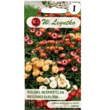 Kup razem Kocanka Mix Karłowa Tom Thumb Nasionka 0,5 g Legutko