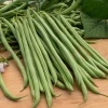 Fasola Szparagowa Zielona Oxinel 2 Nasiona 30 g