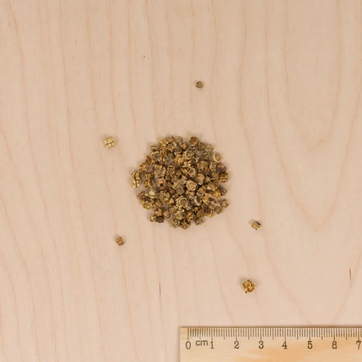 Burak Camaro F1 100 nasion GC P3 Vilmorin