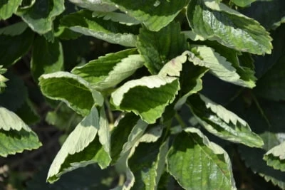 Sytuacja na plantacjach truskawek: mączniak prawdziwy, przędziorek chmielowiec - czerwiec 2019