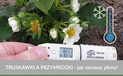 JAK RATOWAĆ PLONY PRZED i PO PRZYMROZKACH