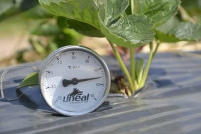 Uprawa truskawek w wysokie temperatury