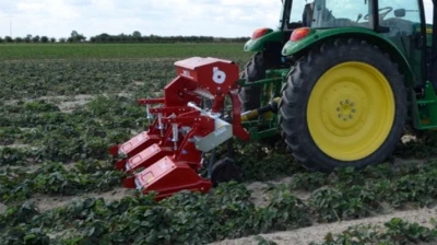 Truskawki po zbiorach owoców. Jak zadbać o plantację?