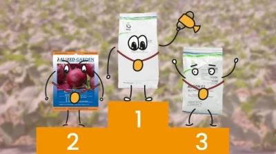 NAJLEPSZE ODMIANY BURAKA - PORÓWNANIE POPULARNYCH ODMIAN