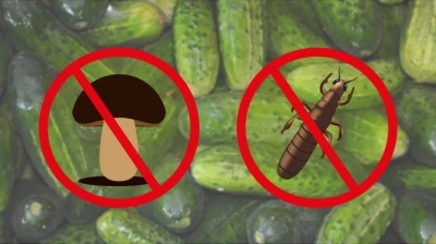 NAJCZĘSTSZE CHOROBY I SZKODNIKI W UPRAWIE OGÓRKÓW