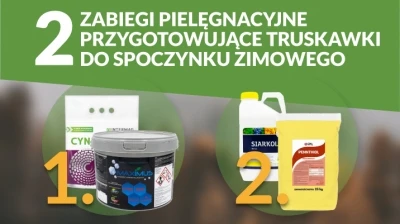 JAK PRZYGOTOWAĆ TRUSKAWKI NA ZIMĘ?