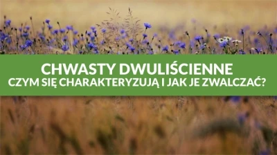 CHWASTY DWULIŚCIENNE – CZYM SIĘ CHARAKTERYZUJĄ I JAK JE ZWALCZAĆ?