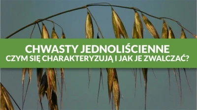 CHWASTY JEDNOLIŚCIENNE – CZYM SIĘ CHARAKTERYZUJĄ I JAK JE ZWALCZAĆ?