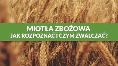 MIOTŁA ZBOŻOWA – JAK ROZPOZNAĆ I CZYM ZWALCZAĆ?