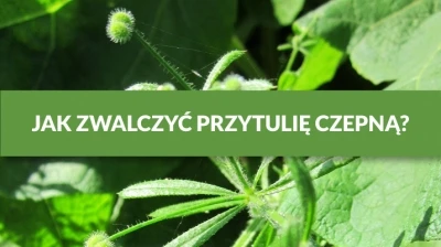 JAK ZWALCZYĆ PRZYTULIĘ CZEPNĄ?