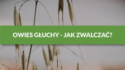 OWIES GŁUCHY - JAK ZWALCZAĆ?