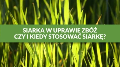 SIARKA W UPRAWIE ZBÓŻ - CZY I KIEDY STOSOWAĆ SIARKĘ?