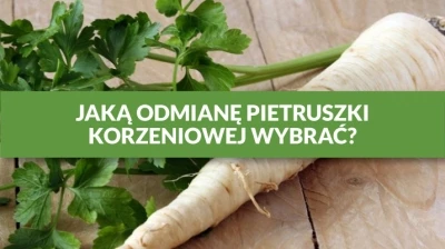 JAKĄ ODMIANĘ PIETRUSZKI KORZENIOWEJ WYBRAĆ?