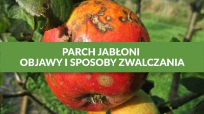 PARCH JABŁONI - OBJAWY I SPOSOBY ZWALCZANIA