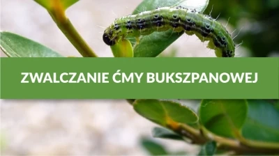 Zwalczanie ćmy bukszpanowej