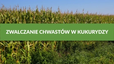 ZWALCZANIE CHWASTÓW W KUKURYDZY