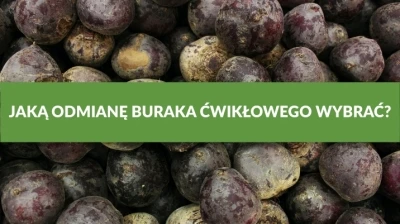 JAKĄ ODMIANĘ BURAKA ĆWIKŁOWEGO WYBRAĆ?