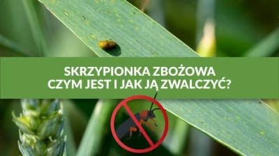 SKRZYPIONKA ZBOŻOWA – CZYM JEST I JAK JĄ ZWALCZYĆ?