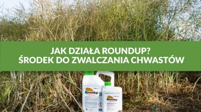JAK DZIAŁA ROUNDUP? ŚRODEK DO ZWALCZANIA CHWASTÓW