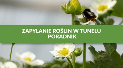 ZAPYLANIE ROŚLIN W TUNELU - PORADNIK