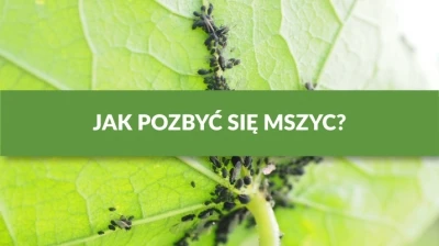 JAK POZBYĆ SIĘ MSZYC?