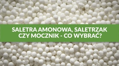 SALETRA AMONOWA, SALETRZAK CZY MOCZNIK – CO WYBRAĆ?