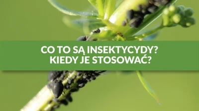 CO TO SĄ INSEKTYCYDY? KIEDY JE STOSOWAĆ?