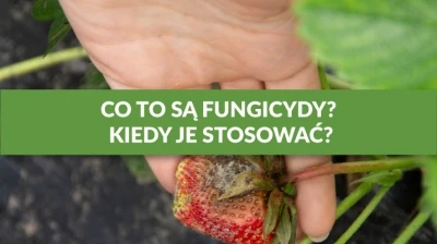 CO TO SĄ FUNGICYDY? KIEDY JE STOSOWAĆ?