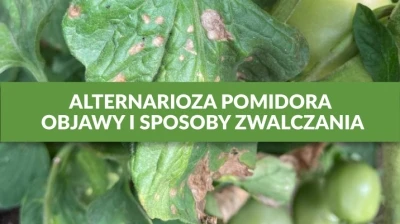 ALTERNARIOZA POMIDORA - OBJAWY I SPOSOBY ZWALCZANIA