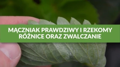 MĄCZNIAK PRAWDZIWY I RZEKOMY - RÓŻNICE ORAZ ZWALCZANIE