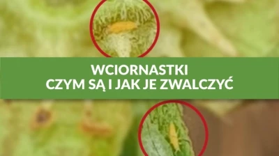 WCIORNASTKI - CZYM SĄ I JAK JE ZWALCZYĆ