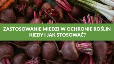 ZASTOSOWANIE MIEDZI W OCHRONIE ROŚLIN -  KIEDY I JAK STOSOWAĆ?