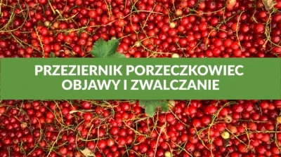 PRZEZIERNIK PORZECZKOWIEC - OBJAWY I ZWALCZANIE