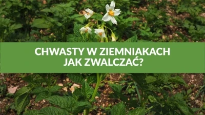 CHWASTY W ZIEMNIAKACH - JAK ZWALCZAĆ?