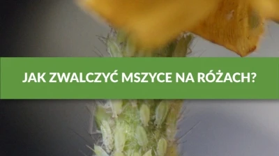 JAK ZWALCZYĆ MSZYCE NA OGÓRKACH?
