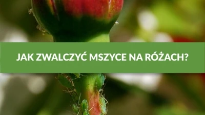 JAK ZWALCZYĆ MSZYCE NA RÓŻACH?