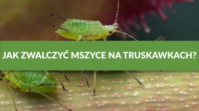 JAK ZWALCZYĆ MSZYCE NA TRUSKAWKACH?
