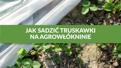 JAK SADZIĆ TRUSKAWKI NA AGROWŁÓKNINIE