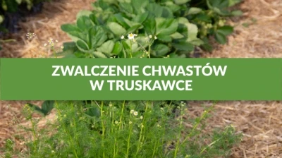 ZWALCZANIE CHWASTÓW W TRUSKAWCE