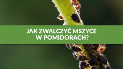 JAK ZWALCZYĆ MSZYCE W POMIDORACH?