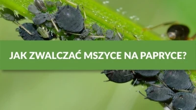 JAK ZWALCZAĆ MSZYCE NA PAPRYCE?