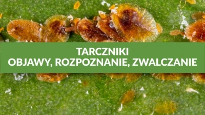 TARCZNIKI - OBJAWY, ROZPOZNANIE, ZWALCZANIE