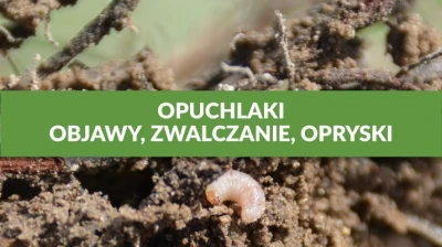 OPUCHLAKI - OBJAWY, ZWALCZANIE, OPRYSKI