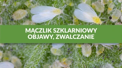 MĄCZLIK SZKLARNIOWY – OBJAWY, ZWALCZANIE