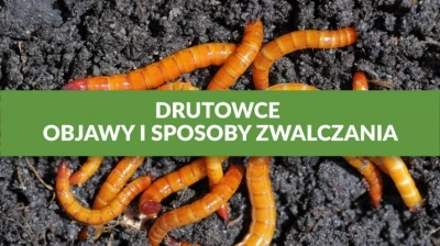 DRUTOWCE – OBJAWY I SPOSOBY ZWALCZANIA
