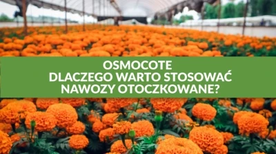 OSMOCOTE – DLACZEGO WARTO STOSOWAĆ NAWOZY OTOCZKOWANE?