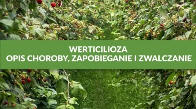 WERTICILIOZA – OPIS CHOROBY, ZAPOBIEGANIE I ZWALCZANIE