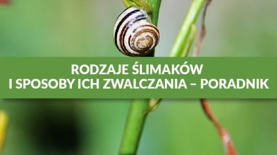 RODZAJE ŚLIMAKÓW I SPOSOBY ICH ZWALCZANIA – PORADNIK