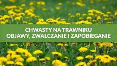 CHWASTY NA TRAWNIKU – OBJAWY, ZWALCZANIE I ZAPOBIEGANIE